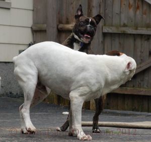 Dogs Playing